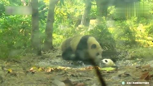 熊猫小子之见义勇为,勇闯江湖，见义勇为的传奇之旅