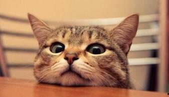 假如猫从世界上消失了,世界将如何改变