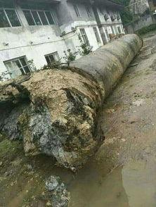 乌木骗局 2：防弹,防弹技术的神秘面纱